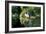 Puffin Couple Guarding their Nest-Howard Ruby-Framed Photographic Print