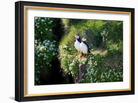 Puffin Couple Guarding their Nest-Howard Ruby-Framed Photographic Print