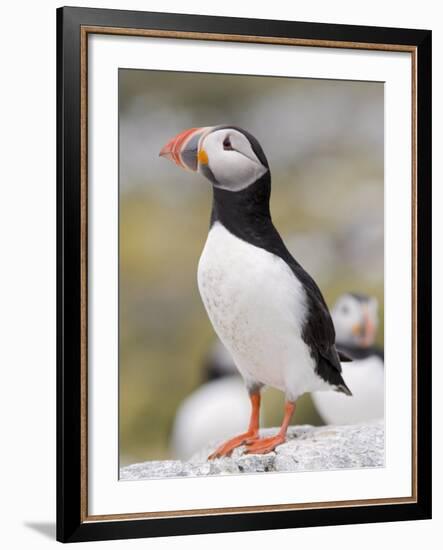 Puffin, Farne Islands, Northumberland, England, United Kingdom, Europe-Toon Ann & Steve-Framed Photographic Print