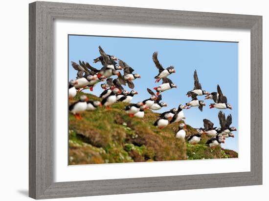 Puffin Fishing Party Departs for Sea-Howard Ruby-Framed Photographic Print