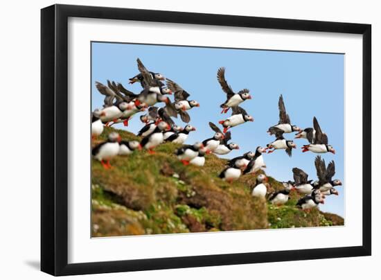 Puffin Fishing Party Departs for Sea-Howard Ruby-Framed Photographic Print