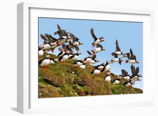 Puffin Fishing Party Departs for Sea-Howard Ruby-Framed Photographic Print