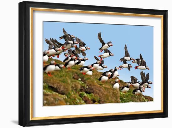 Puffin Fishing Party Departs for Sea-Howard Ruby-Framed Photographic Print