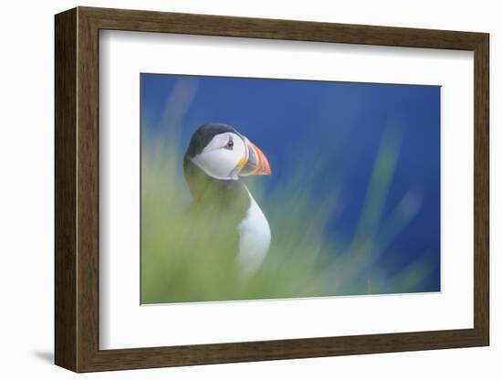 Puffin (Fratercula Arctica) At A Breeding Colony. Fowlsheugh, Scotland, June-Fergus Gill-Framed Photographic Print