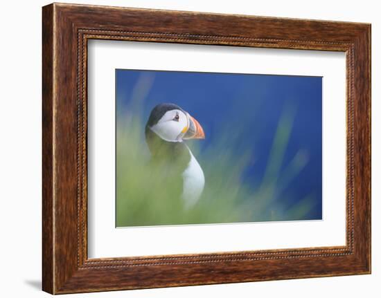 Puffin (Fratercula Arctica) At A Breeding Colony. Fowlsheugh, Scotland, June-Fergus Gill-Framed Photographic Print