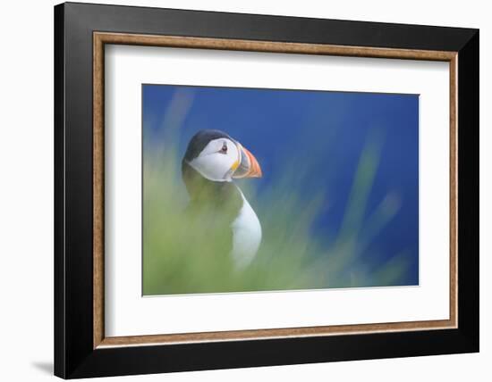 Puffin (Fratercula Arctica) At A Breeding Colony. Fowlsheugh, Scotland, June-Fergus Gill-Framed Photographic Print