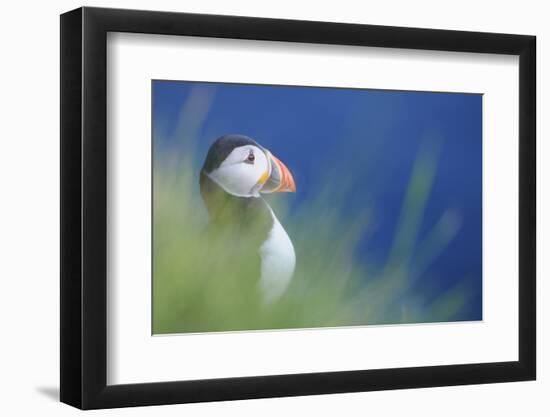 Puffin (Fratercula Arctica) At A Breeding Colony. Fowlsheugh, Scotland, June-Fergus Gill-Framed Photographic Print