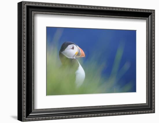 Puffin (Fratercula Arctica) At A Breeding Colony. Fowlsheugh, Scotland, June-Fergus Gill-Framed Photographic Print