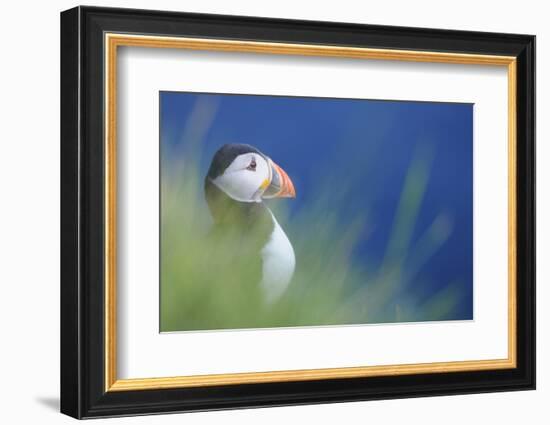 Puffin (Fratercula Arctica) At A Breeding Colony. Fowlsheugh, Scotland, June-Fergus Gill-Framed Photographic Print