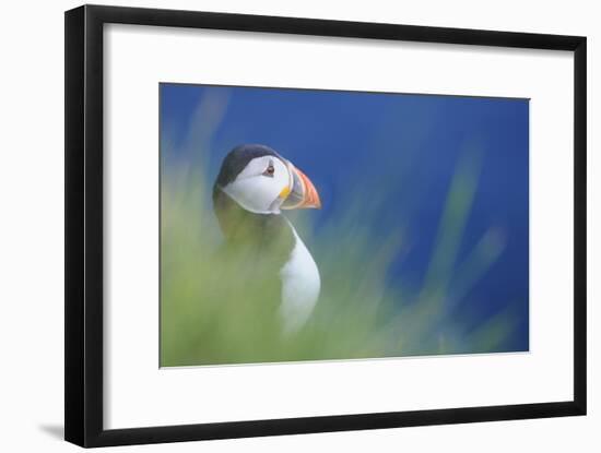 Puffin (Fratercula Arctica) At A Breeding Colony. Fowlsheugh, Scotland, June-Fergus Gill-Framed Photographic Print