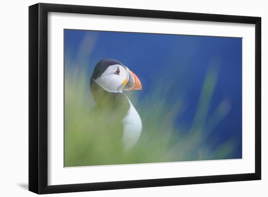 Puffin (Fratercula Arctica) At A Breeding Colony. Fowlsheugh, Scotland, June-Fergus Gill-Framed Photographic Print