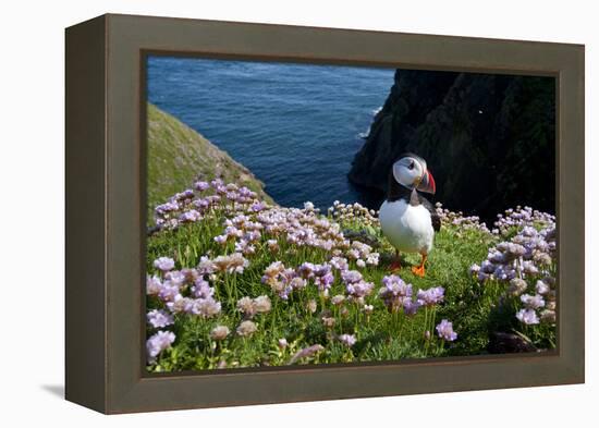 Puffin (Fratercula Arctica) by Entrance to Burrow Amongst Sea Thrift (Armeria Sp.) Shetlands, UK-Alex Mustard-Framed Premier Image Canvas