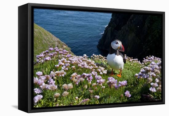 Puffin (Fratercula Arctica) by Entrance to Burrow Amongst Sea Thrift (Armeria Sp.) Shetlands, UK-Alex Mustard-Framed Premier Image Canvas