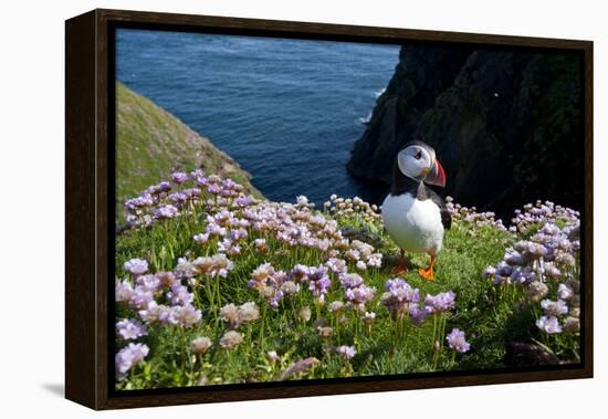 Puffin (Fratercula Arctica) by Entrance to Burrow Amongst Sea Thrift (Armeria Sp.) Shetlands, UK-Alex Mustard-Framed Premier Image Canvas