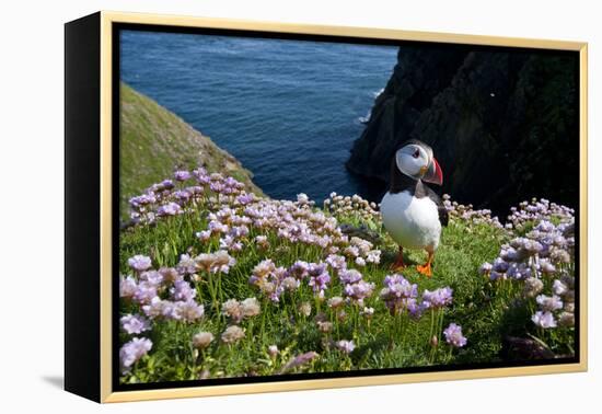 Puffin (Fratercula Arctica) by Entrance to Burrow Amongst Sea Thrift (Armeria Sp.) Shetlands, UK-Alex Mustard-Framed Premier Image Canvas