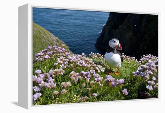 Puffin (Fratercula Arctica) by Entrance to Burrow Amongst Sea Thrift (Armeria Sp.) Shetlands, UK-Alex Mustard-Framed Premier Image Canvas