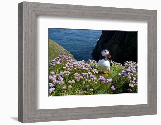 Puffin (Fratercula Arctica) by Entrance to Burrow Amongst Sea Thrift (Armeria Sp.) Shetlands, UK-Alex Mustard-Framed Photographic Print