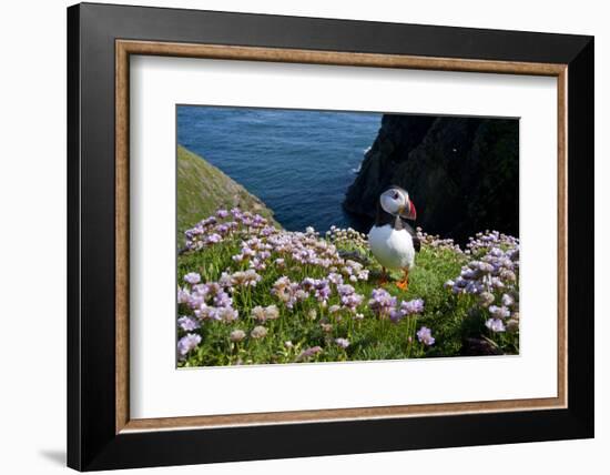 Puffin (Fratercula Arctica) by Entrance to Burrow Amongst Sea Thrift (Armeria Sp.) Shetlands, UK-Alex Mustard-Framed Photographic Print