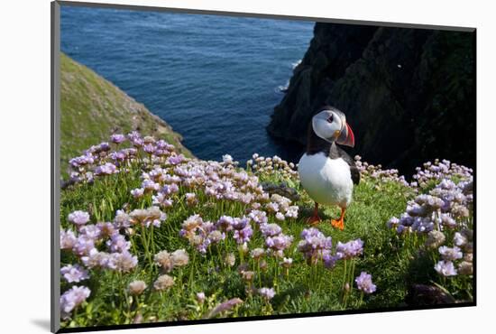 Puffin (Fratercula Arctica) by Entrance to Burrow Amongst Sea Thrift (Armeria Sp.) Shetlands, UK-Alex Mustard-Mounted Photographic Print