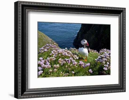 Puffin (Fratercula Arctica) by Entrance to Burrow Amongst Sea Thrift (Armeria Sp.) Shetlands, UK-Alex Mustard-Framed Photographic Print