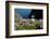 Puffin (Fratercula Arctica) by Entrance to Burrow Amongst Sea Thrift (Armeria Sp.) Shetlands, UK-Alex Mustard-Framed Photographic Print