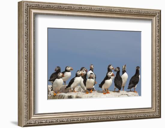 Puffin (Fratercula Arctica), Farne Islands, Northumberland, England, United Kingdom, Europe-Ann & Steve Toon-Framed Photographic Print