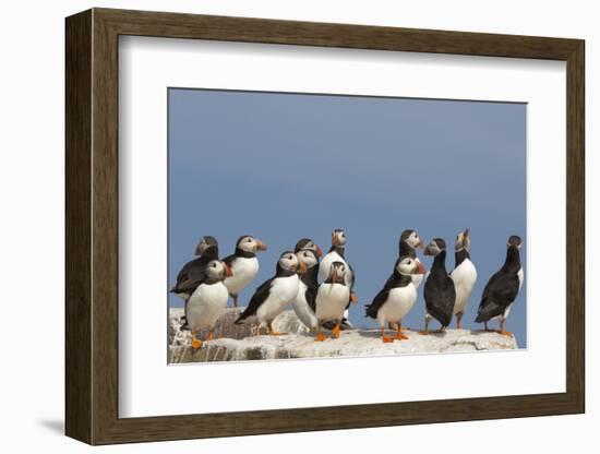 Puffin (Fratercula Arctica), Farne Islands, Northumberland, England, United Kingdom, Europe-Ann & Steve Toon-Framed Photographic Print