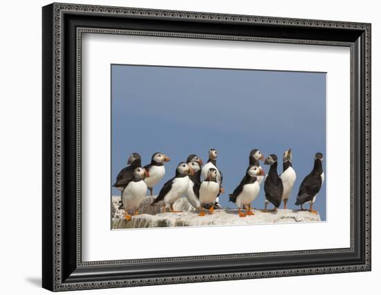 Puffin (Fratercula Arctica), Farne Islands, Northumberland, England, United Kingdom, Europe-Ann & Steve Toon-Framed Photographic Print