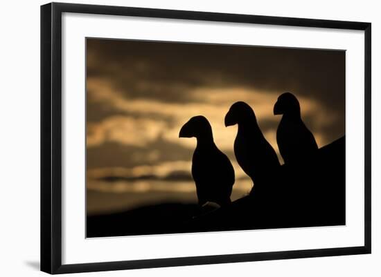 Puffin (Fratercula Arctica) Silhouettes, Hornoya, Varanger, Finnmark, Norway, May-David Pattyn-Framed Photographic Print