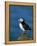 Puffin (Fratercula Arctica), Skomer Island, Pembrokeshire, Wales, United Kingdom-Steve & Ann Toon-Framed Premier Image Canvas