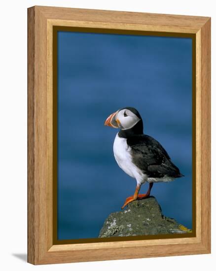 Puffin (Fratercula Arctica), Skomer Island, Pembrokeshire, Wales, United Kingdom-Steve & Ann Toon-Framed Premier Image Canvas