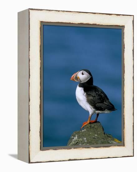 Puffin (Fratercula Arctica), Skomer Island, Pembrokeshire, Wales, United Kingdom-Steve & Ann Toon-Framed Premier Image Canvas