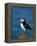 Puffin (Fratercula Arctica), Skomer Island, Pembrokeshire, Wales, United Kingdom-Steve & Ann Toon-Framed Premier Image Canvas