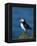 Puffin (Fratercula Arctica), Skomer Island, Pembrokeshire, Wales, United Kingdom-Steve & Ann Toon-Framed Premier Image Canvas