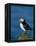 Puffin (Fratercula Arctica), Skomer Island, Pembrokeshire, Wales, United Kingdom-Steve & Ann Toon-Framed Premier Image Canvas