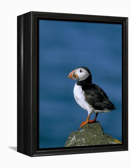 Puffin (Fratercula Arctica), Skomer Island, Pembrokeshire, Wales, United Kingdom-Steve & Ann Toon-Framed Premier Image Canvas