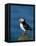 Puffin (Fratercula Arctica), Skomer Island, Pembrokeshire, Wales, United Kingdom-Steve & Ann Toon-Framed Premier Image Canvas