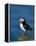 Puffin (Fratercula Arctica), Skomer Island, Pembrokeshire, Wales, United Kingdom-Steve & Ann Toon-Framed Premier Image Canvas