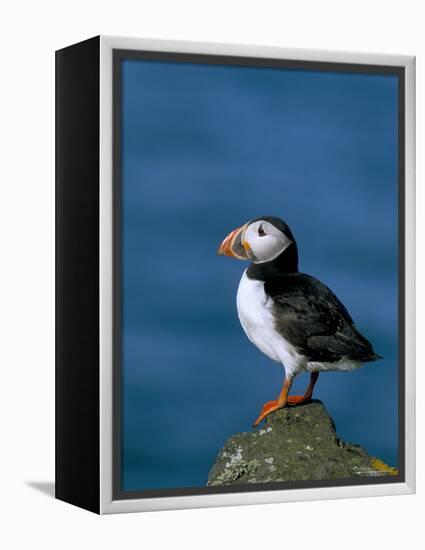 Puffin (Fratercula Arctica), Skomer Island, Pembrokeshire, Wales, United Kingdom-Steve & Ann Toon-Framed Premier Image Canvas