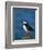 Puffin (Fratercula Arctica), Skomer Island, Pembrokeshire, Wales, United Kingdom-Steve & Ann Toon-Framed Photographic Print