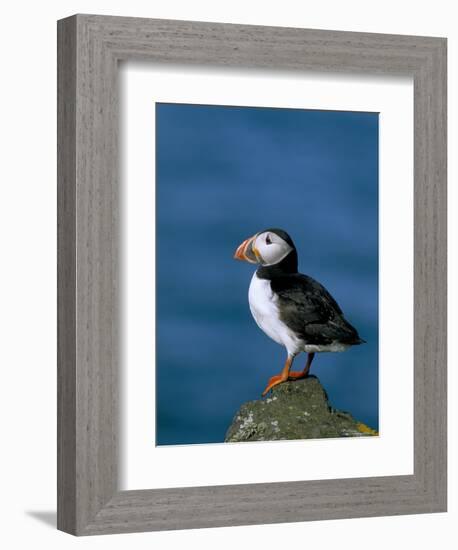 Puffin (Fratercula Arctica), Skomer Island, Pembrokeshire, Wales, United Kingdom-Steve & Ann Toon-Framed Photographic Print