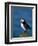 Puffin (Fratercula Arctica), Skomer Island, Pembrokeshire, Wales, United Kingdom-Steve & Ann Toon-Framed Photographic Print