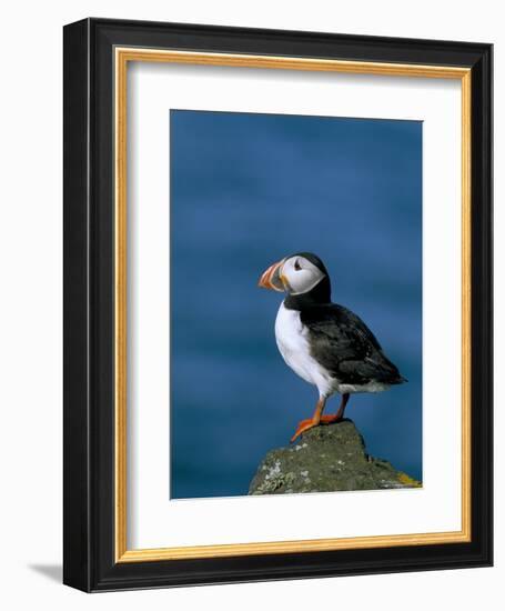 Puffin (Fratercula Arctica), Skomer Island, Pembrokeshire, Wales, United Kingdom-Steve & Ann Toon-Framed Photographic Print