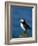Puffin (Fratercula Arctica), Skomer Island, Pembrokeshire, Wales, United Kingdom-Steve & Ann Toon-Framed Photographic Print