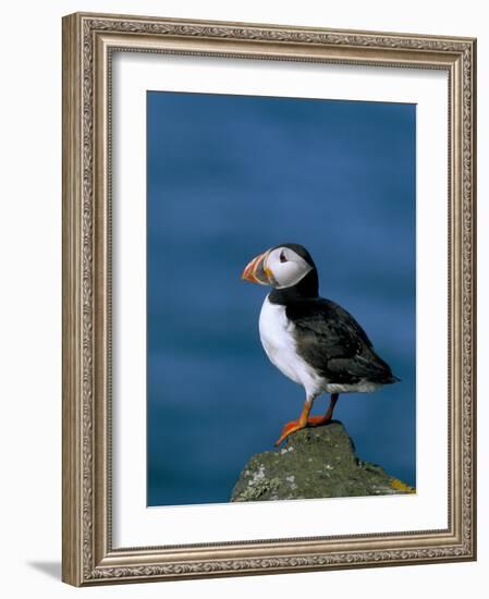 Puffin (Fratercula Arctica), Skomer Island, Pembrokeshire, Wales, United Kingdom-Steve & Ann Toon-Framed Photographic Print