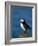 Puffin (Fratercula Arctica), Skomer Island, Pembrokeshire, Wales, United Kingdom-Steve & Ann Toon-Framed Photographic Print