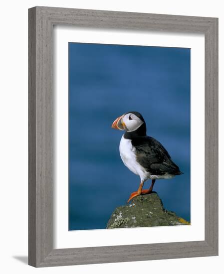 Puffin (Fratercula Arctica), Skomer Island, Pembrokeshire, Wales, United Kingdom-Steve & Ann Toon-Framed Photographic Print