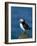 Puffin (Fratercula Arctica), Skomer Island, Pembrokeshire, Wales, United Kingdom-Steve & Ann Toon-Framed Photographic Print