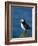 Puffin (Fratercula Arctica), Skomer Island, Pembrokeshire, Wales, United Kingdom-Steve & Ann Toon-Framed Photographic Print