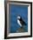 Puffin (Fratercula Arctica), Skomer Island, Pembrokeshire, Wales, United Kingdom-Steve & Ann Toon-Framed Photographic Print